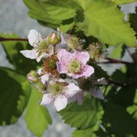 Thornless Black Satin Blackberry